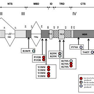 Genomic structure of the MECP2 gene and localization of syllables ...