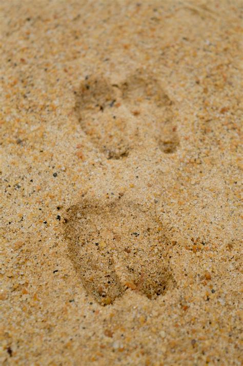 Free Images : sand, track, texture, footprint, food, soil, material, flooring, grass family ...