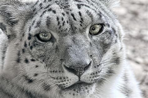 Snow Leopard Wild Cat Eyes Photograph by Tracie Kaska