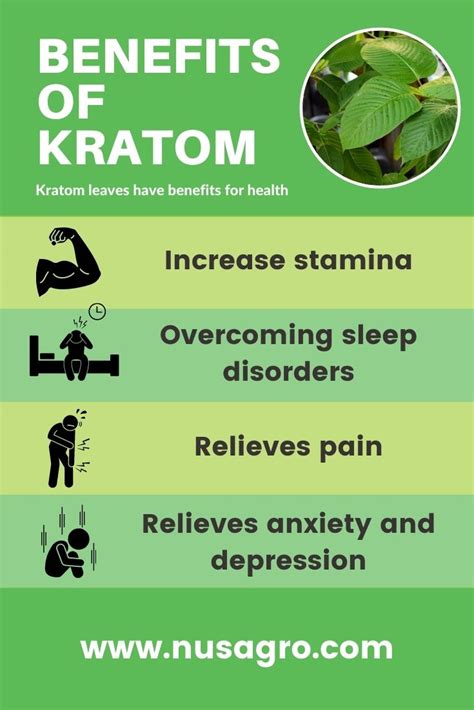 √ What is Kratom? Uses, Benefits, and Side Effects - Nusagro