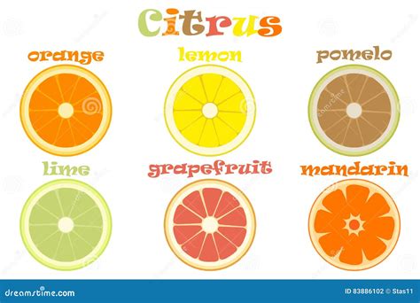 Set of Different Types of Citrus Fruits with Names Stock Illustration ...