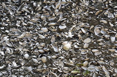 Coquina Shell Wall Background Free Stock Photo - Public Domain Pictures