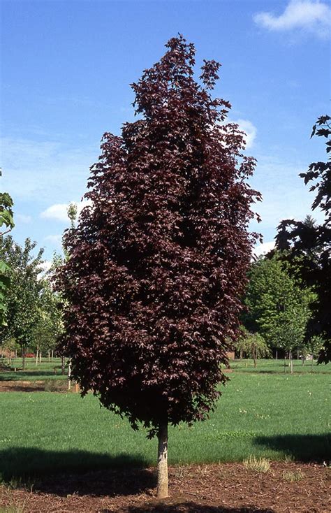 Crimson Sentry Norway Maple | Online Tree Nursery