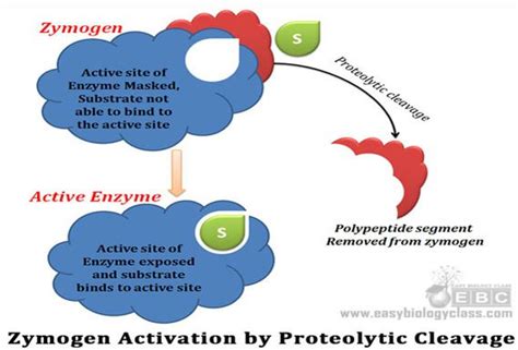 What is Regulatory Enzyme and Enzyme Regulation? | EasyBiologyClass