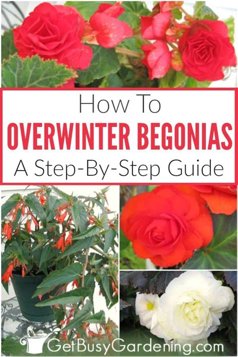 How To Overwinter Begonias Indoors (3 Easy Ways!) - Get Busy Gardening