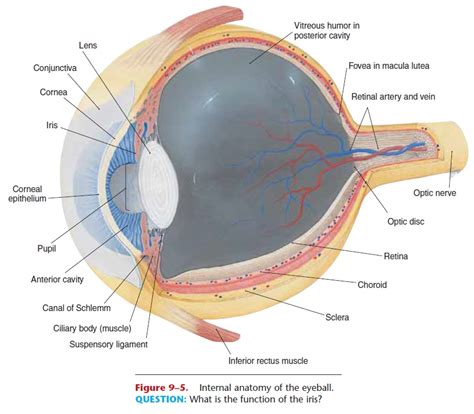 Eyeball: Layers and Cavities of the Eyeball