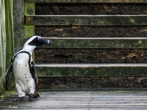 African Penguin Facts