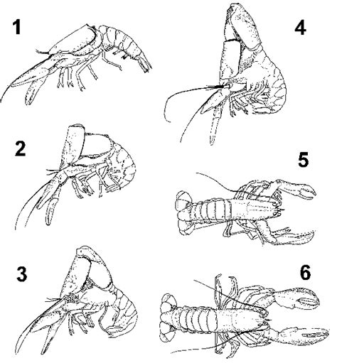 Molting; Ecdysis