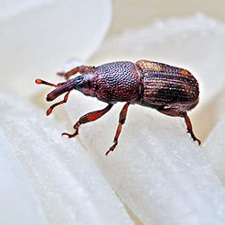 Weevils | Facts & Identification, Control & Prevention