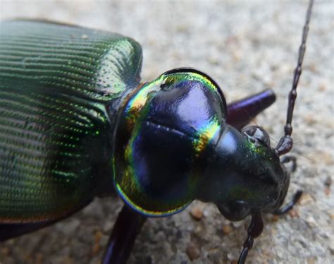 Springfield Plateau: Green June Beetle-NOT!