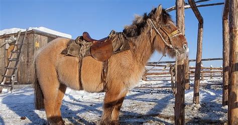 The Mane Point: Yakutian Horse – A-Z Intriguing Horse Breeds in Pictures