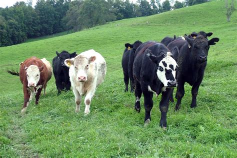 Blackleg: A Preventable Disease of Cattle | Extension | West Virginia University