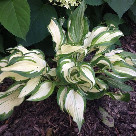 Hosta Medio Hosta Varieties, Hostas, Growing, Gardening, Awesome ...