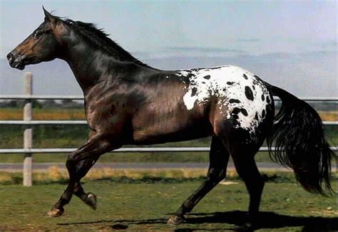 HD Animals Wallpapers: Black Appaloosa Horse