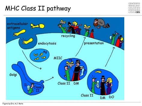 PPT - MHC binding and MHC polymorphism PowerPoint Presentation, free ...