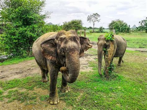 Bangkok: Elephant Sanctuary Visit & SUP on the River Kwai | GetYourGuide