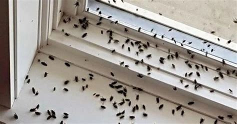 Cluster flies are waking up across Gloucestershire and could be about to invade your home ...