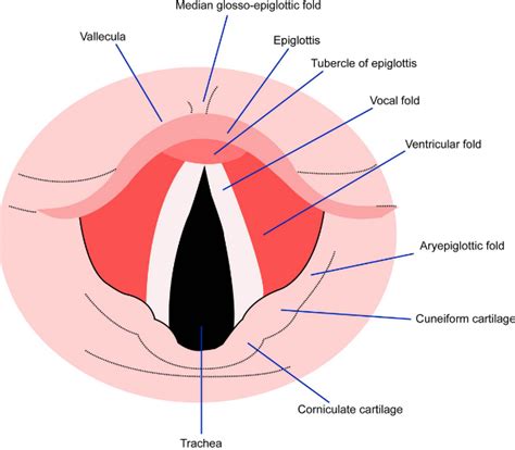 Vocal Folds #2 By Asklepios Medical Atlas