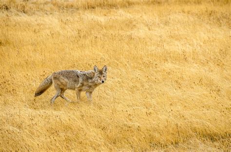 10 Common Coyote Hunting Mistakes Every Beginner Makes - The Hunting Jack