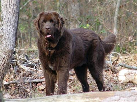 Brown newfoundland dog, Newfoundland puppies, Newfoundland dog