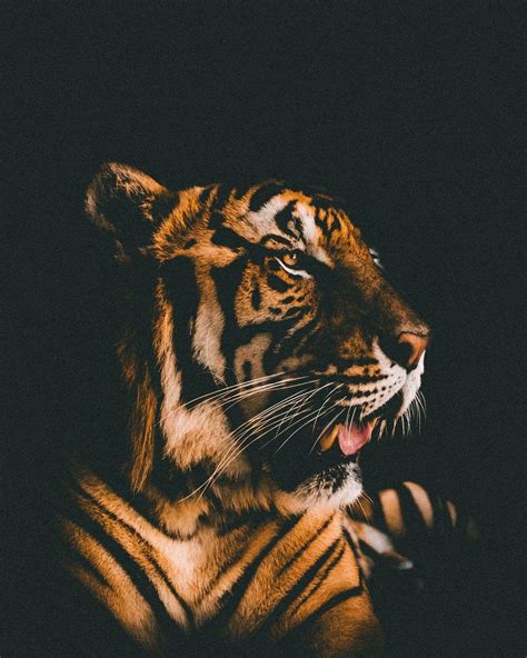 Black Tiger iPhone Wallpapers - Top Free Black Tiger iPhone Backgrounds - WallpaperAccess