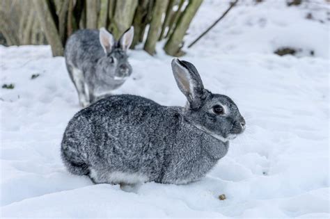 Giant Chinchilla Rabbit: The Million Dollar Rabbit - The Rabbit Hop