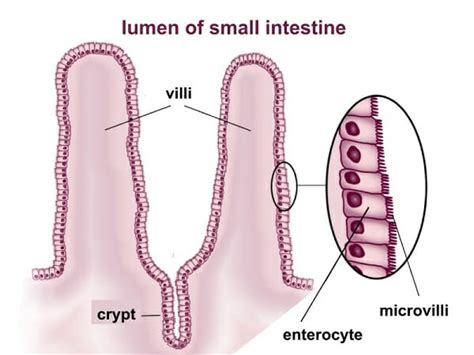 Ciliated Simple Columnar Epithelium Location - Goimages Signs