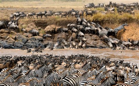 Going on a Wildebeest Migration in Kenya | Safari Web