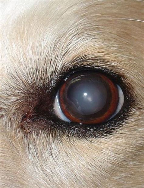 Home Remedies for Dog Cataracts - Best Pet Home Remedies