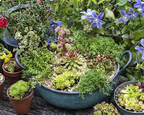 How to water succulents: 7 essential tips | Gardeningetc