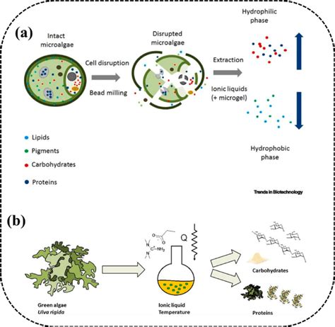 (a) Ionic liquid mediated rupturing of the algae cell wall for the... | Download Scientific Diagram