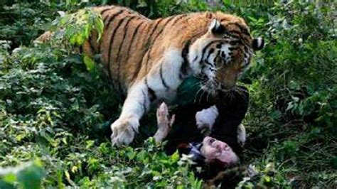 Tiger attack: female zookeeper attacked in Russia, Kaliningrad, Siberia | Herald Sun