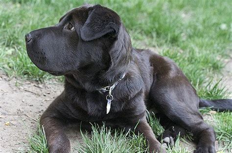 Lab Pei (Shar Pei Lab Mix) Dog Temperament, Training, Puppies, Pictures