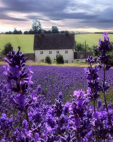 Cotswold Lavender farm, UK! 💜 | Lavender farm, Lavender fields, Beautiful places