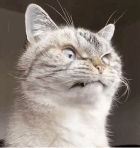 Angry Cat Gif, Grumpy, Animated Gif, Cool Gifs, Animation, Animals ...