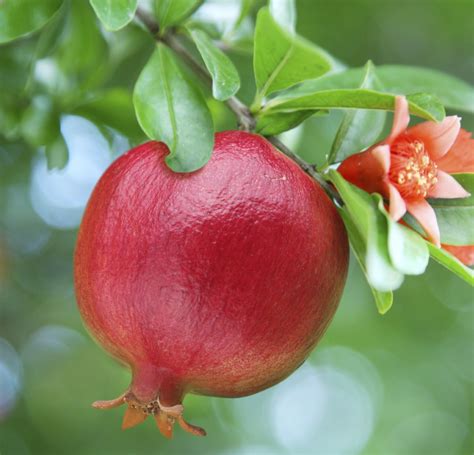 Pomegranate Seed Oil – My Beauty, My Skin