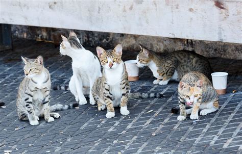 Feeding Stray Cats … Cruel or Kind? - Ten Lives