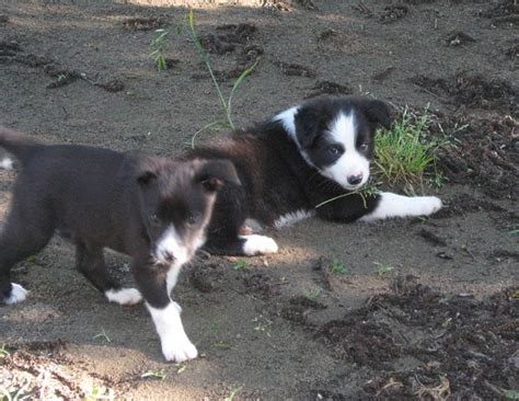 McNab Dog (McNab Shepherd) Info, Temperament, Puppies, Pictures