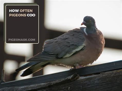 When Do Pigeons Start Cooing? - Pigeon Ask