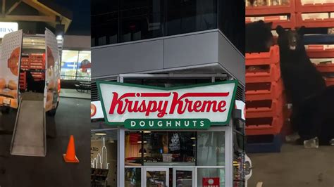 Two Bears Go Ham In Krispy Kreme Donut Heist While Delivery Driver ...