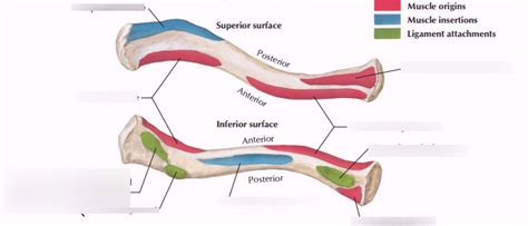 Diagram of Clavicle (attachments) (pt. 2) | Quizlet