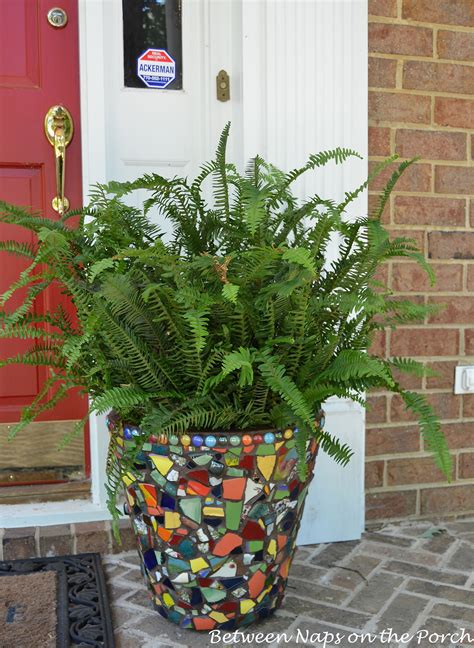 a potted plant with green leaves on the front porch next to a red door