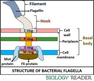 What is Bacterial Flagella? Definition, Features, Structure, Function & Motility - Biology Reader