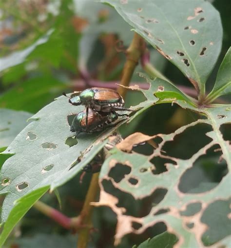 Japanese beetles - PEST CONTROL CANADA