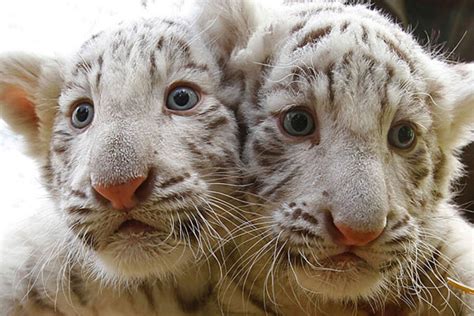 White tiger cubs - CSMonitor.com