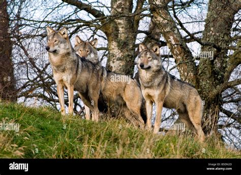 Grey Wolf Pack Hunting