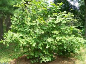 Hazelnut Tree Pictures, Information on the Hazelnut Tree Species