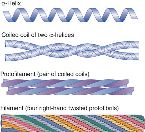 Integumentary Levels of Organization | Anatomy and Physiology I