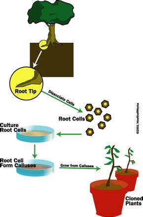 Producing Clones: Plant Life - How Cloning Works | HowStuffWorks