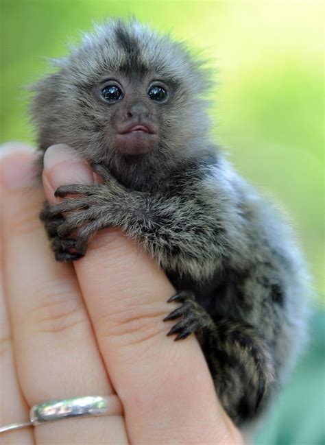 Cute baby marmoset being raised in Germany (7 pics) | Amazing Creatures